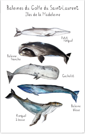 CINQ BALEINES DU GOLFE