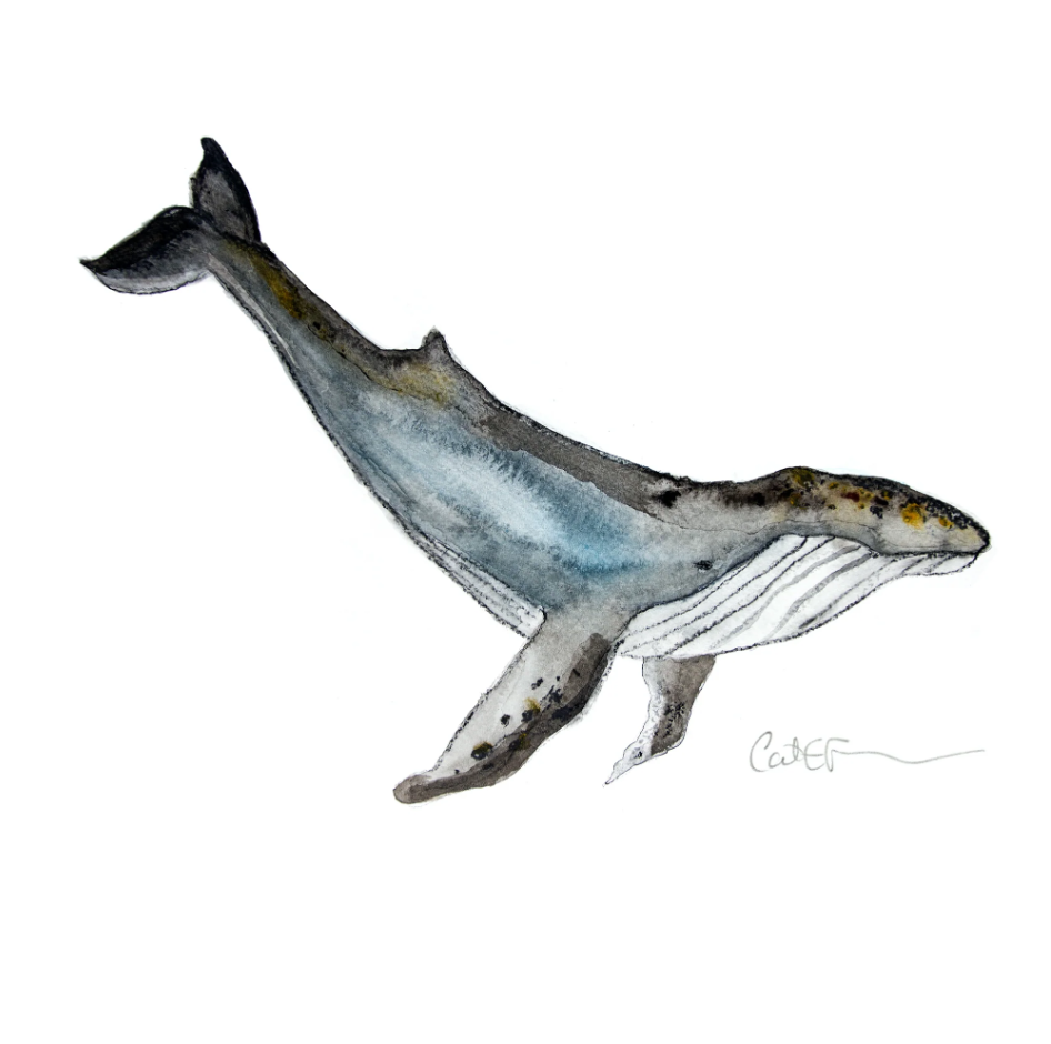 LE RORQUAL À BOSSE