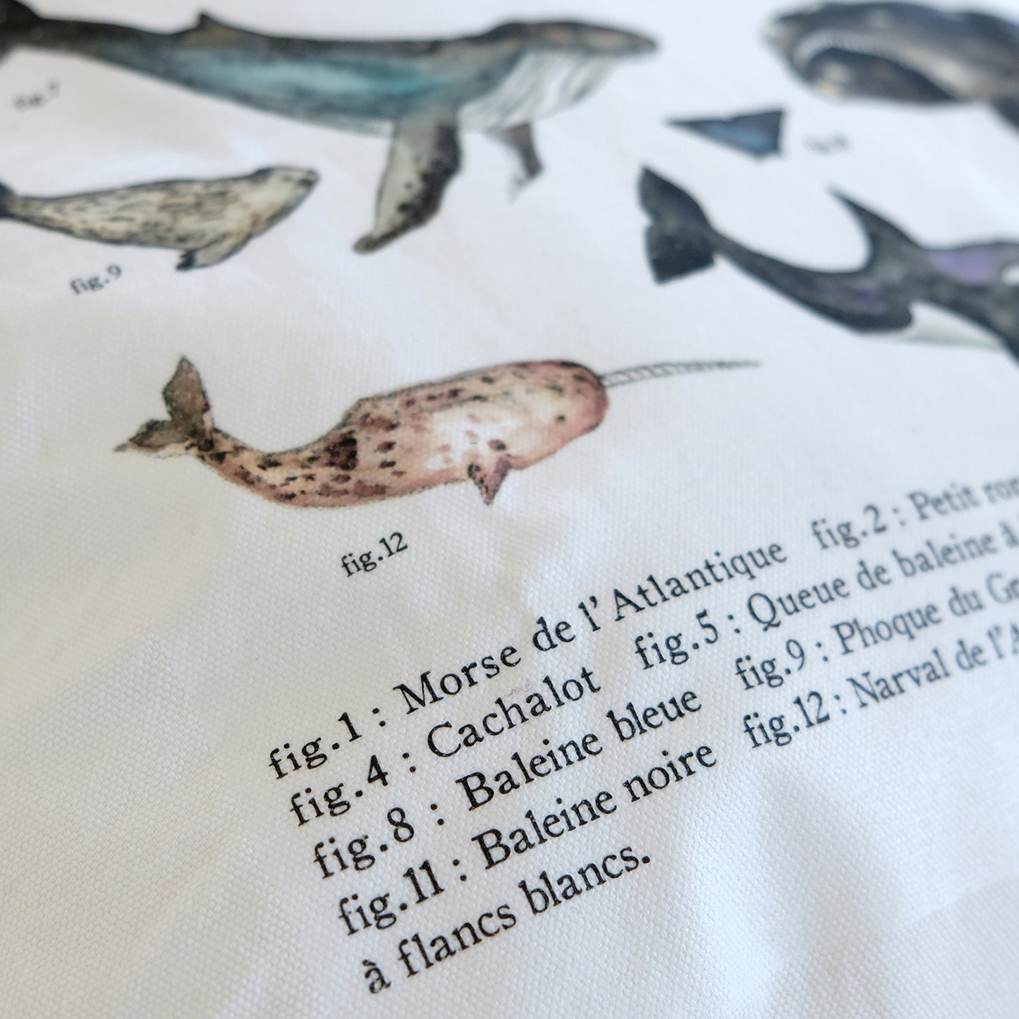 TOUS LES MAMMIFÈRES MARINS IDENTIFIÉS