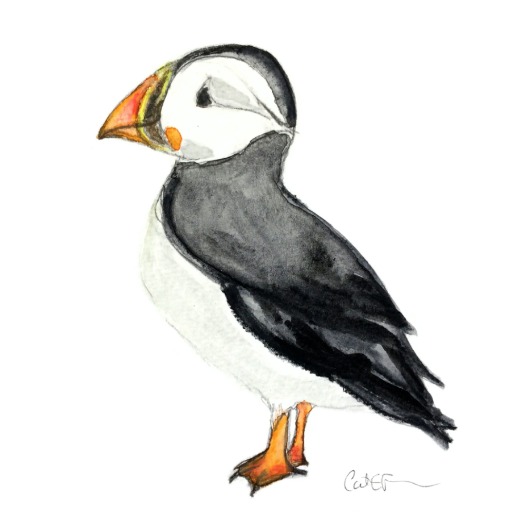 LE MACAREUX-MOINE