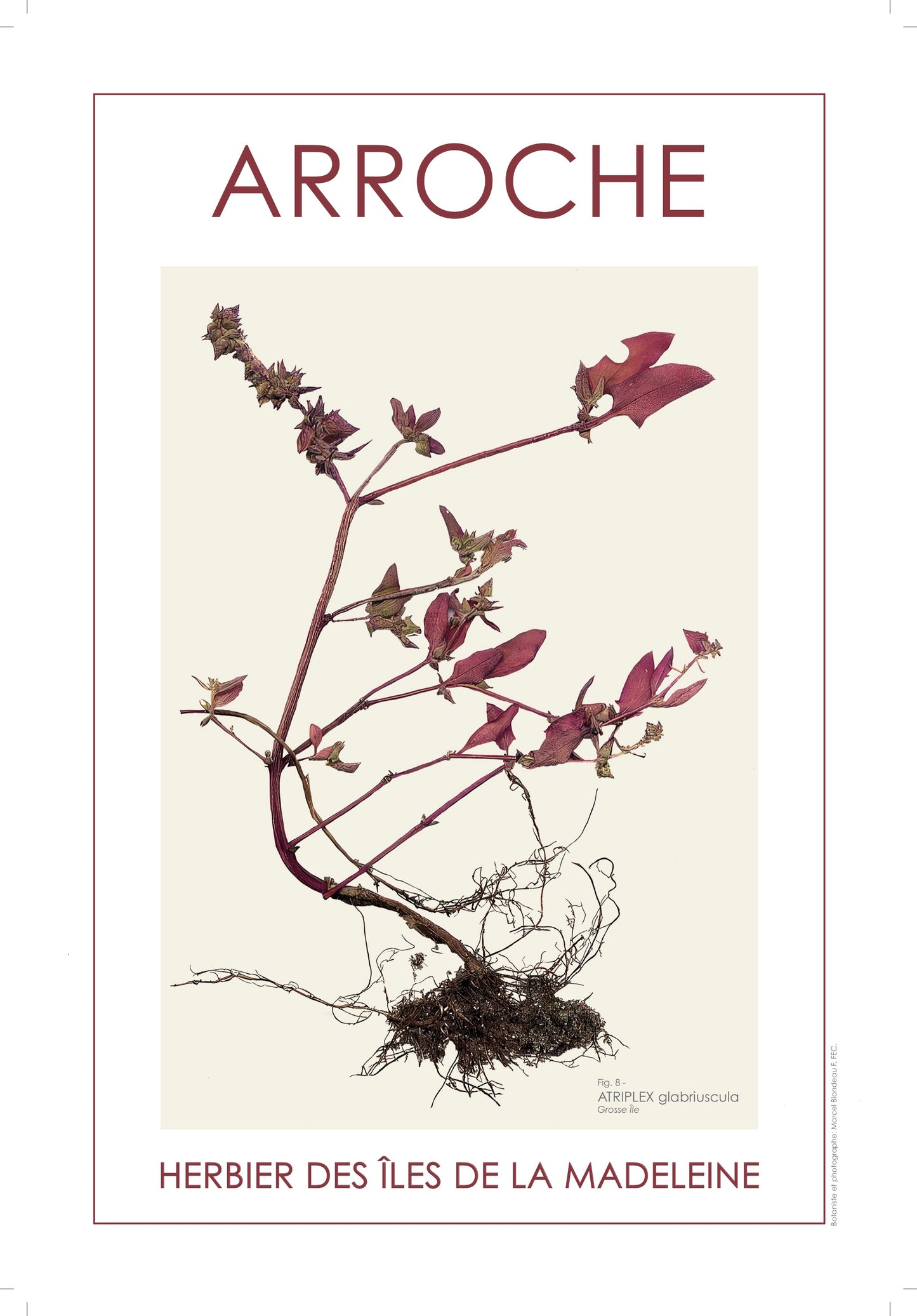 ARROCHE