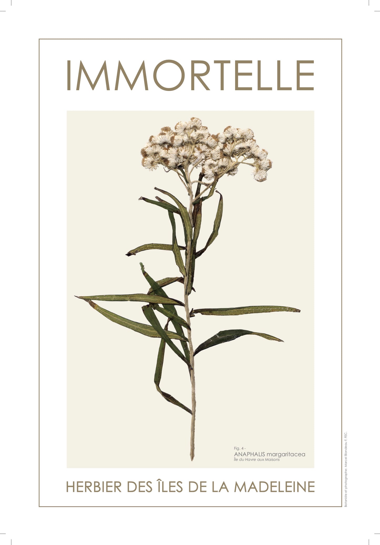 IMMORTELLE