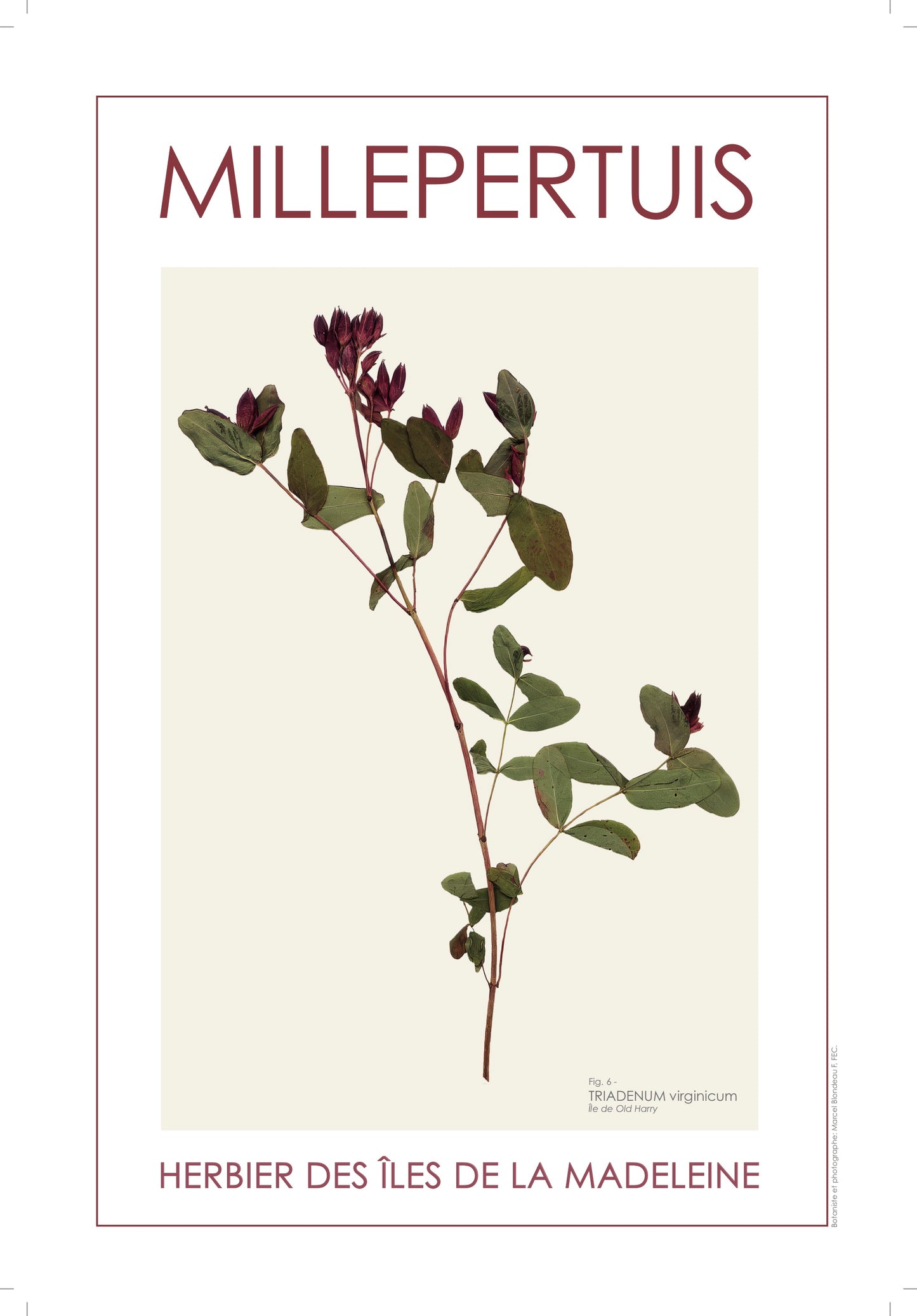 MILLEPERTUIS