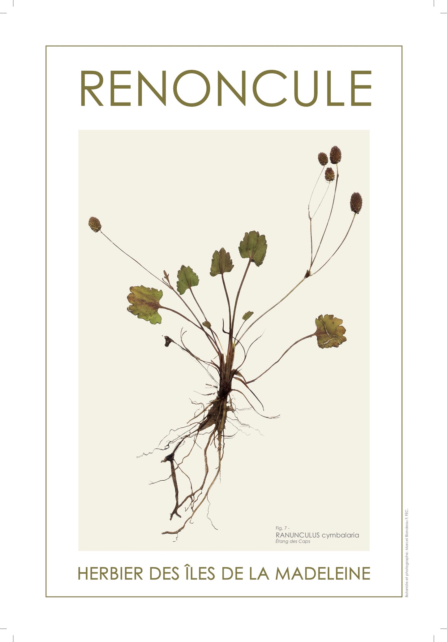 RENONCULE