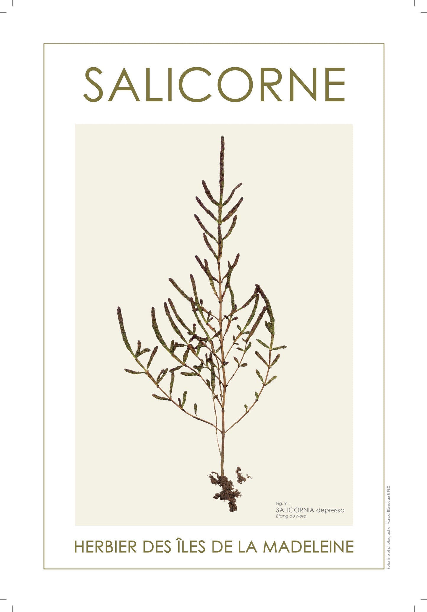 SALICORNE
