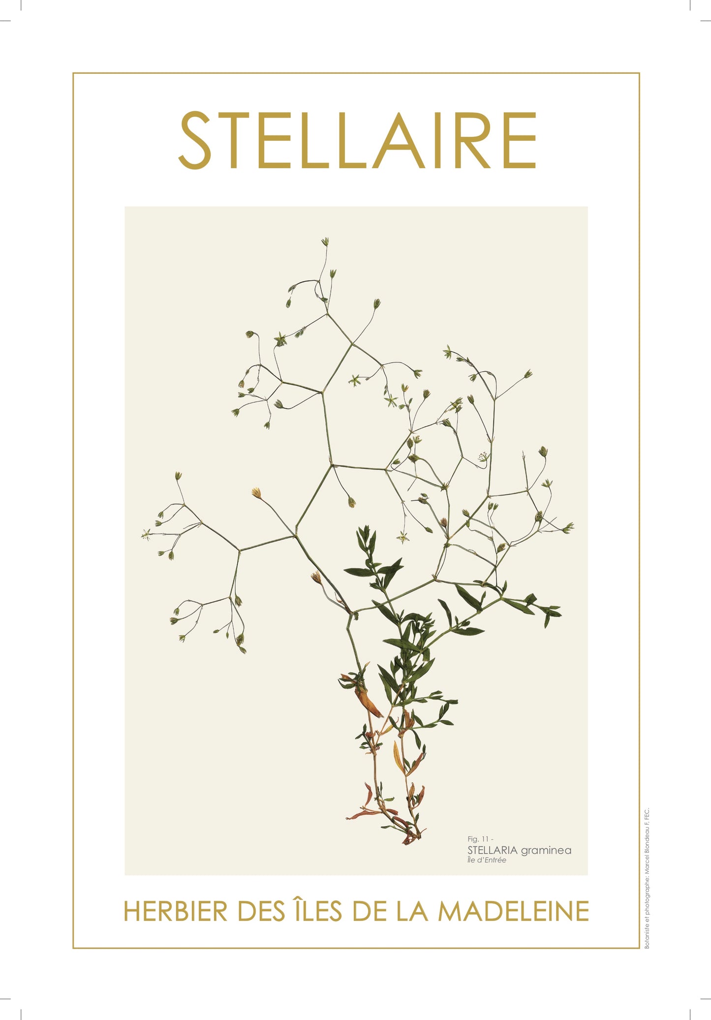 STELLAIRE