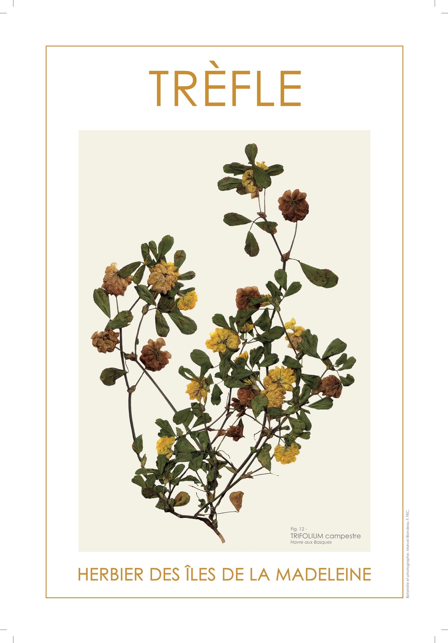 TRÈFLE