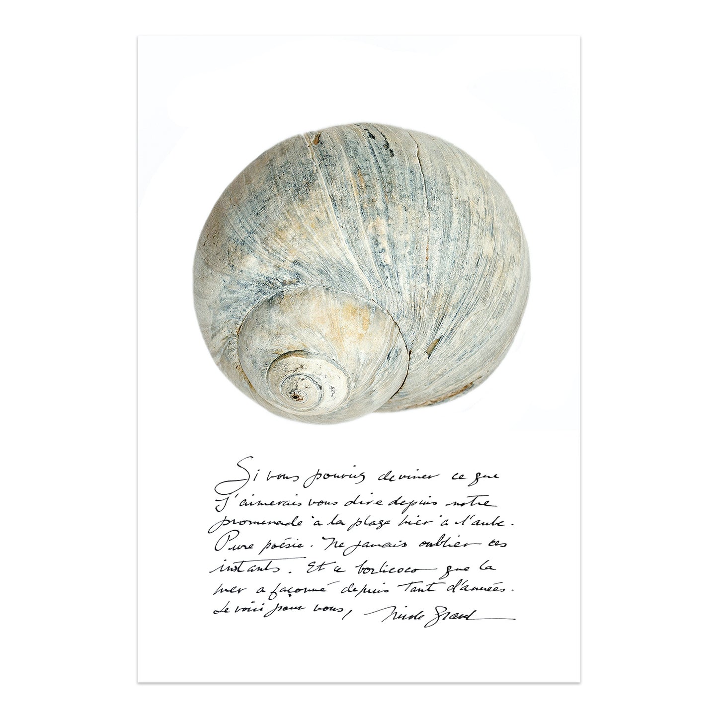 affiche borlicoco, affiche borlicoco et écriture, photographie borlicoco, photographie coquillage sur fond blanc, affiche bigorneau, photographie bigorneau, periwinkle photography, periwinkle poster, À Marée Basse, art maritime, coastal art