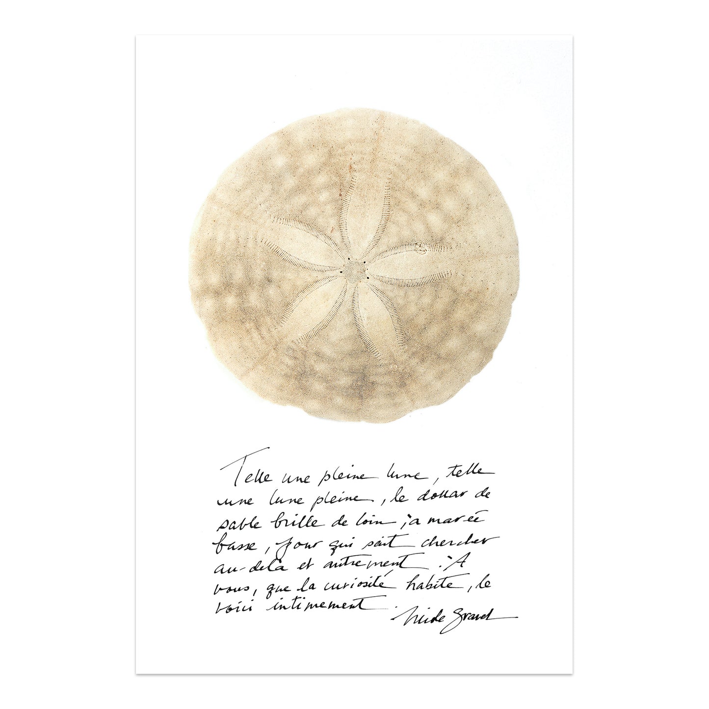dollar de sable, affiche dollar de sable sur fond blanc, sand dollar on white background poster, photographie dollar de sable, sand dollar photography, art maritime, martime art, sand dollar, dollar de sable, affiche dollar de sable et calligraphie, sand dollar and calligraphy poster, À Marée Basse