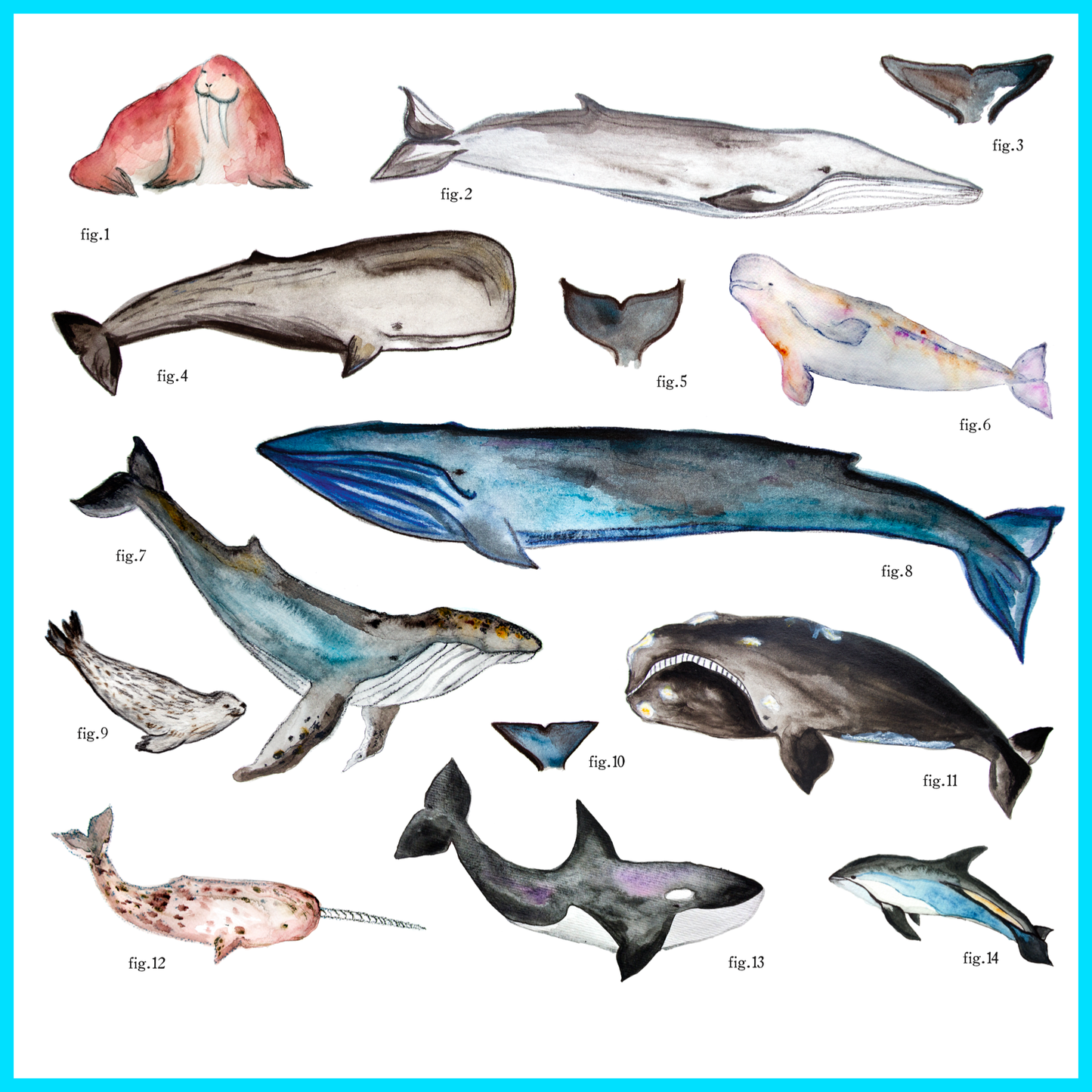 t-shirt, t-shirt mammifères marins, illustrations mammifères marins, marine mammals, marine mammals illustration, À Marée Basse, t-shirt pour enfants, children's t-shirt
