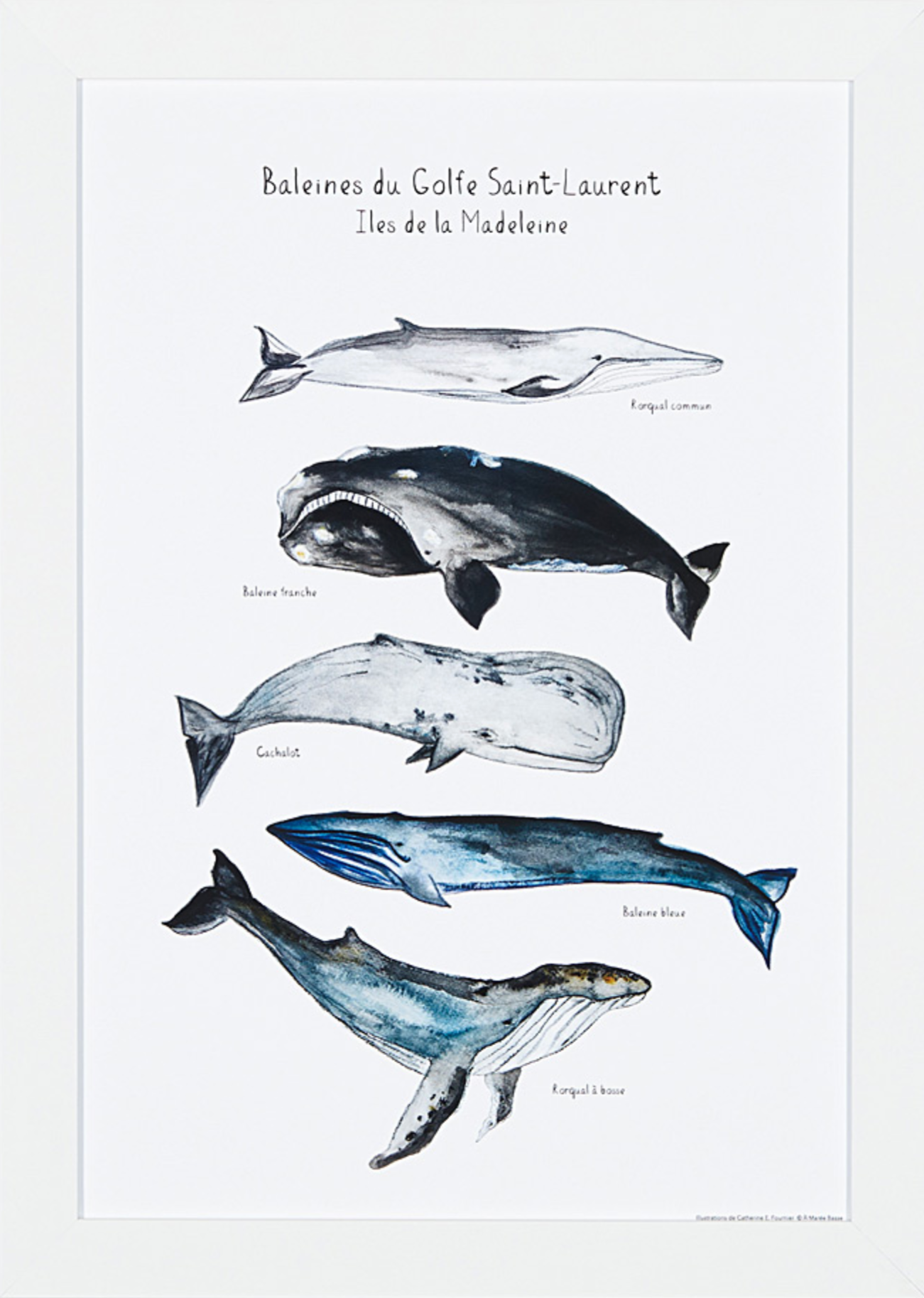 5 BALEINES DU GOLFE