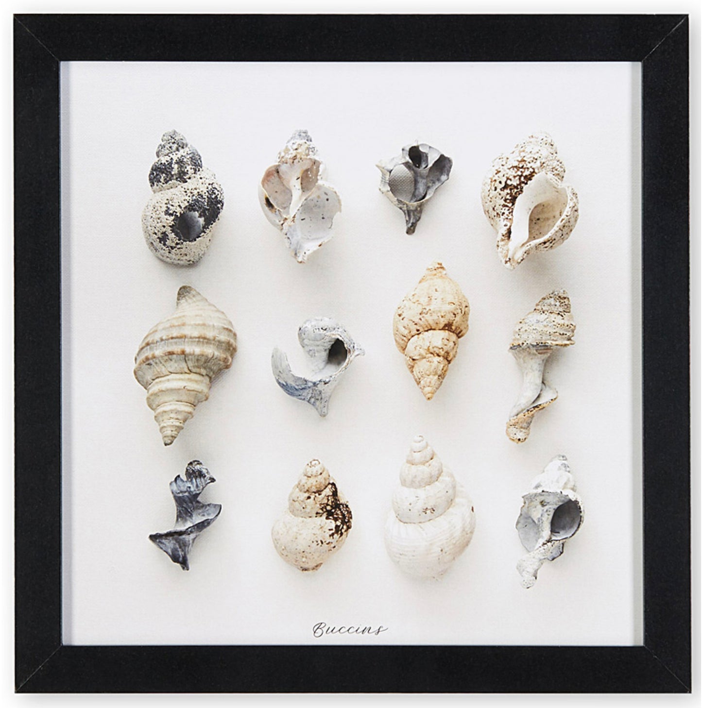 buccins, collection de buccins, photographie buccins, whelks, whelks photography, whelks collection, coastal art, art maritime, À Marée Basse, whelks photography