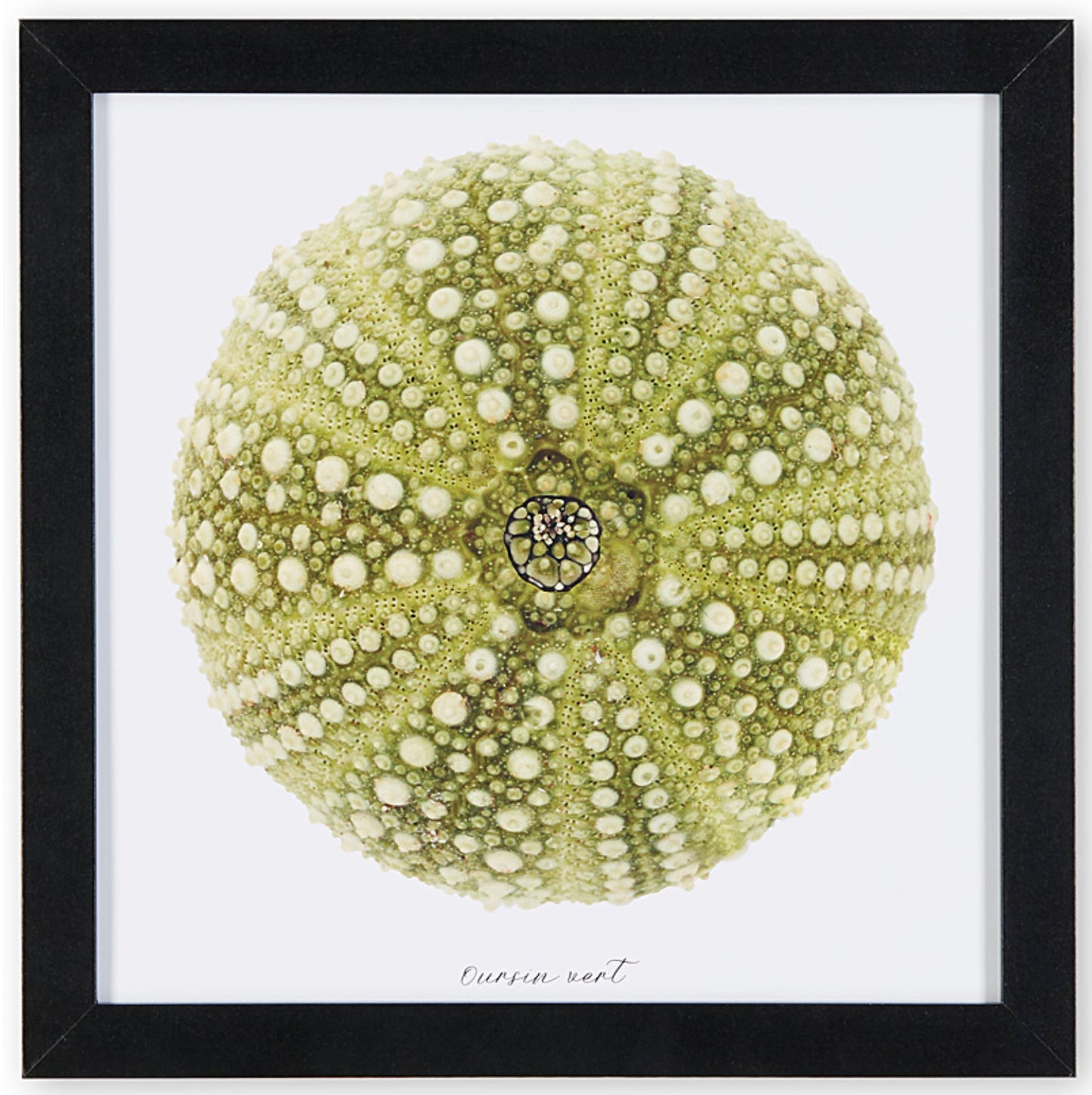 oursin vert, oursin, photographie oursin, green urchin, urchin photography, coastal art, art maritime, À Marée Basse