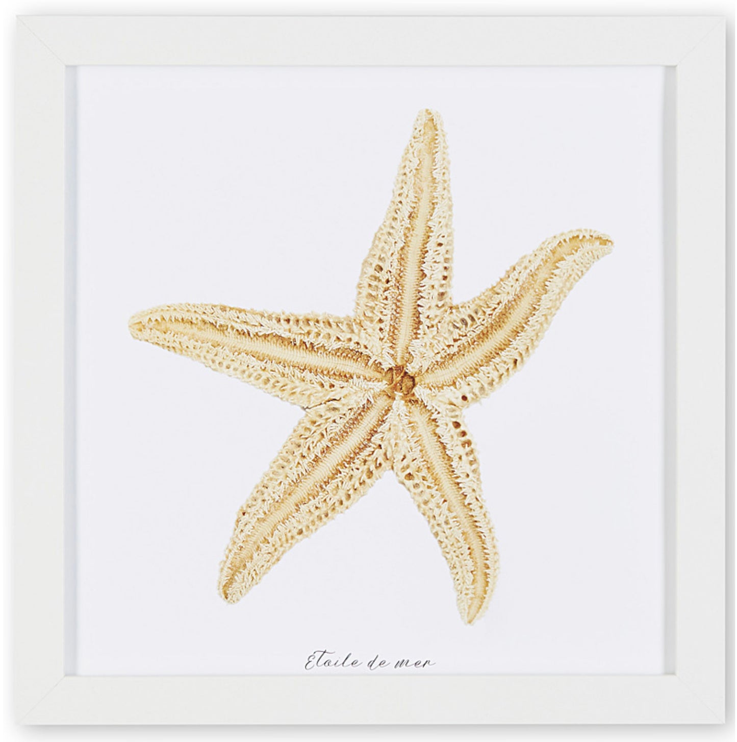 affiche étoile de mer, étoile de mer sur fond blanc, photographie étoile de mer sur fond blanc, starfish on white background, starfish photography, art maritime, maritime art, À Marée Basse