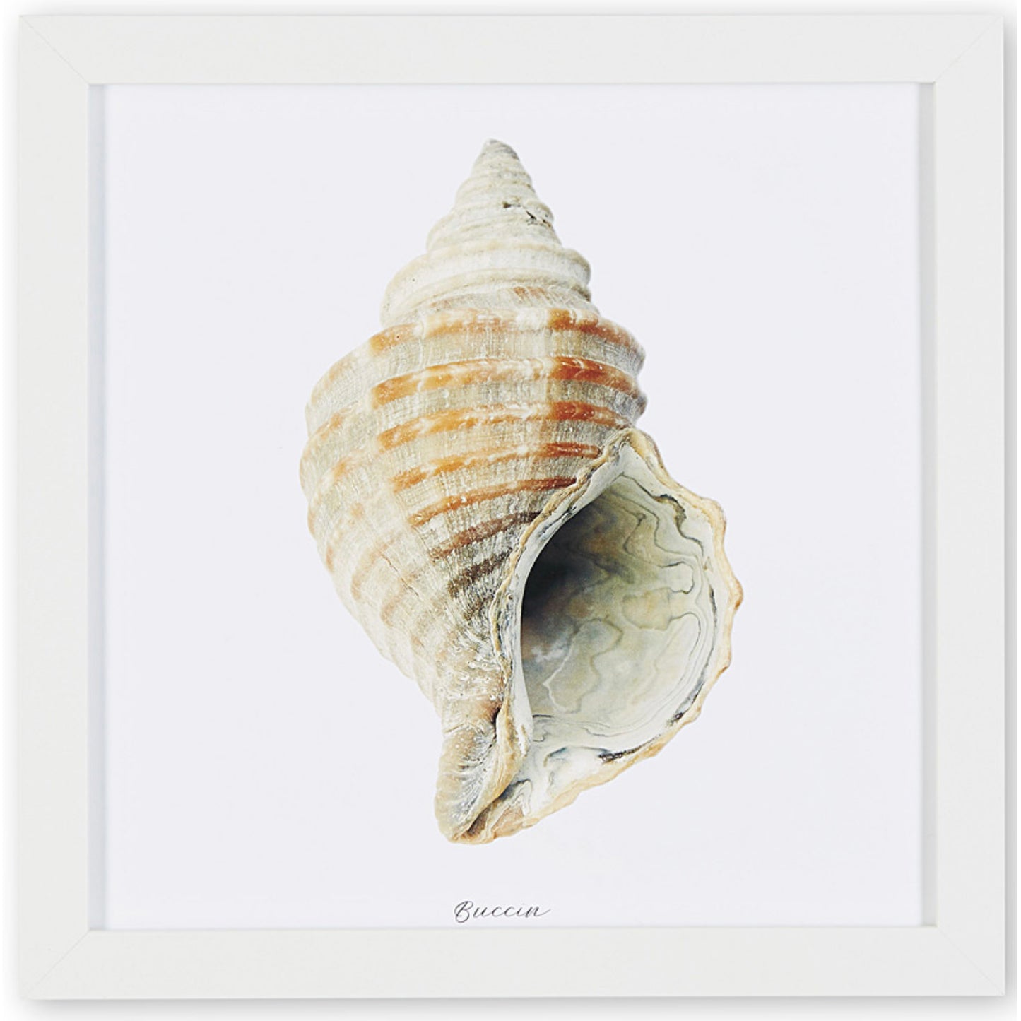 affiche buccin, buccin, photographie buccin, buccin sur fond blanc, whelk photography, whelk poster, whelk on white background, coastal art, art maritime, À Marée Basse