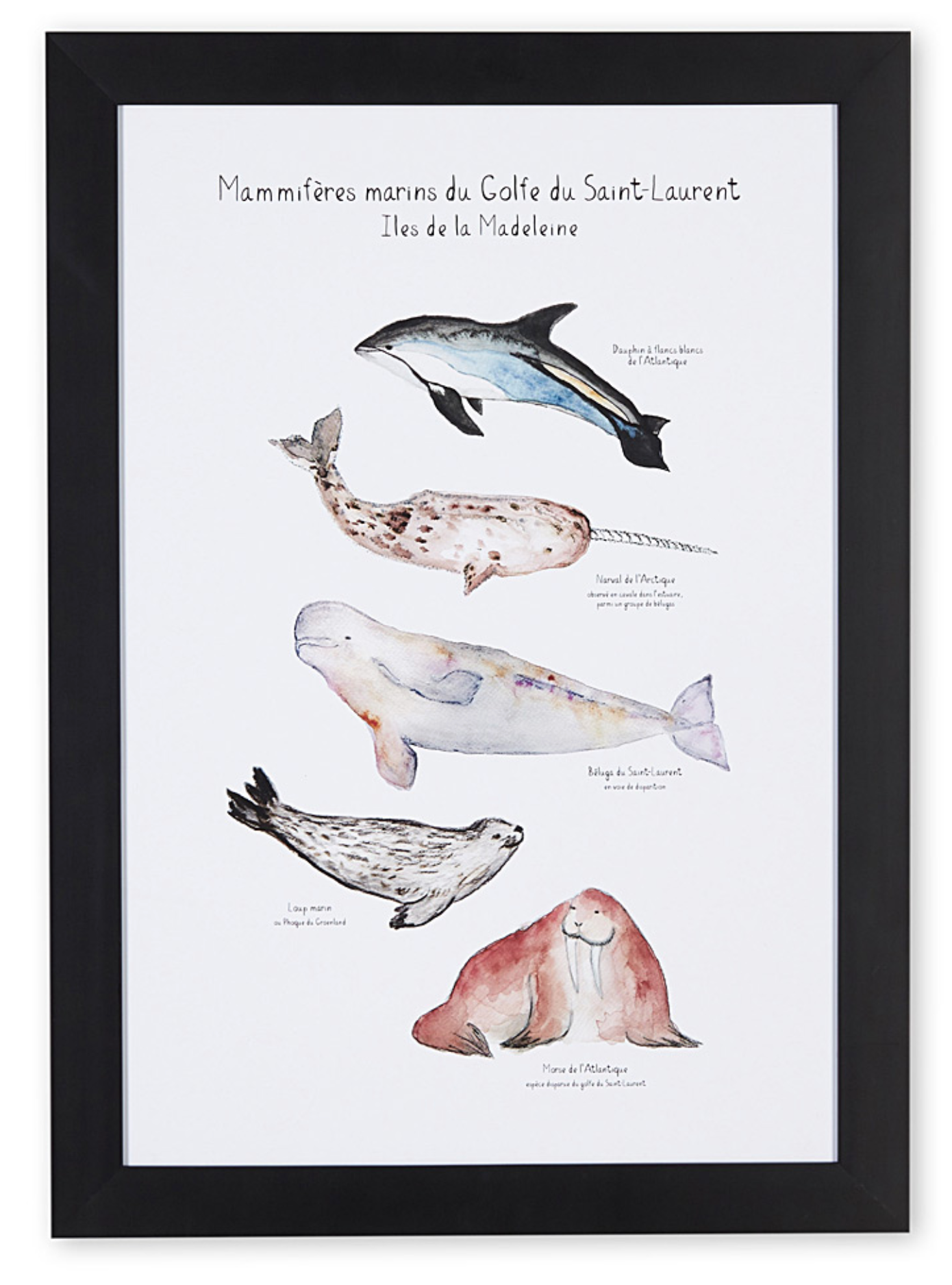 mammifères du golfe Saint Laurent, mammifères marins, dauphin à flanc blanc, morse, béluga, narval, loup marin, phoque du Groenland, affiche, art maritime, coastal art