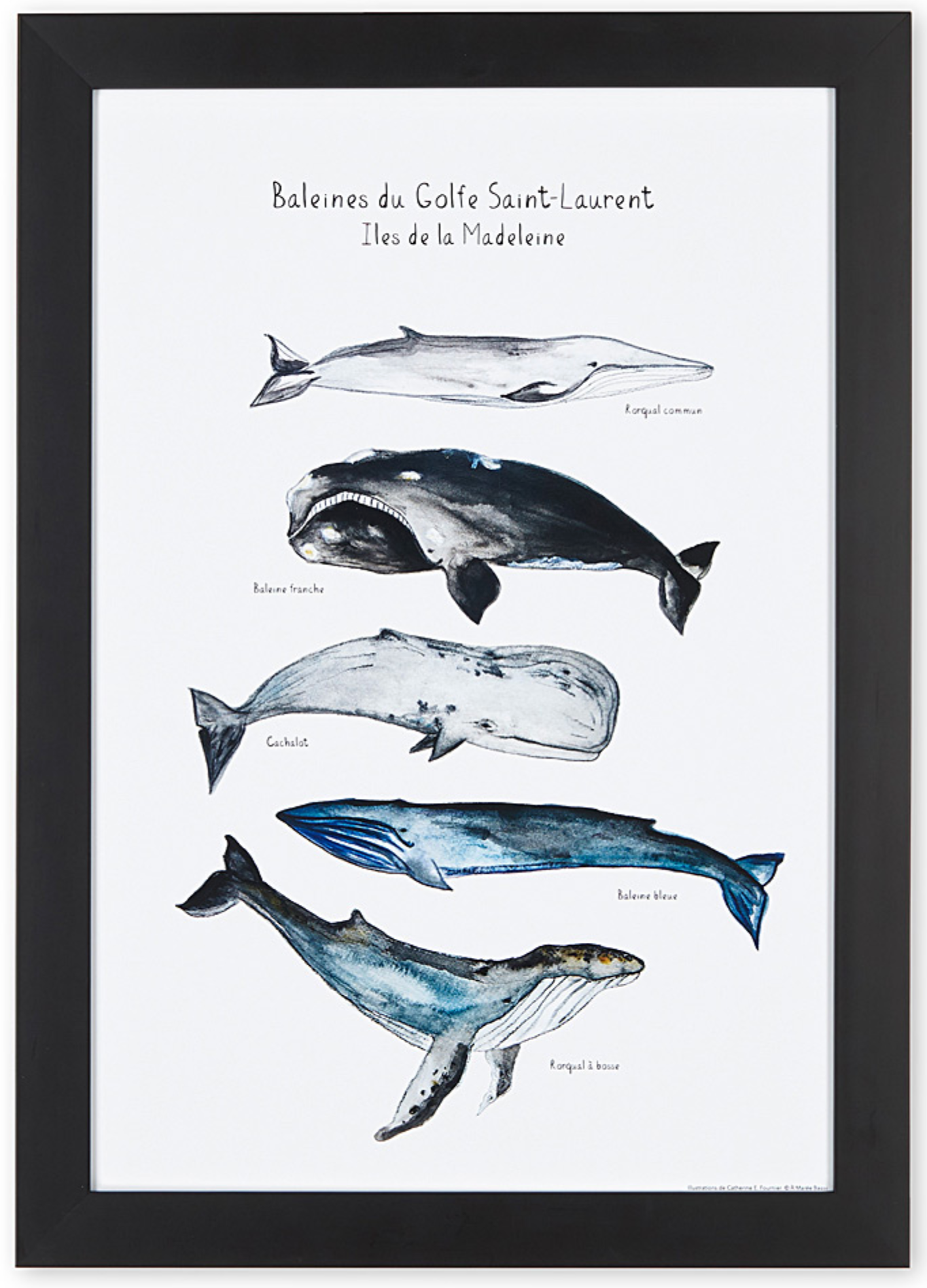 affiche cinq baleines, baleines du Saint Laurent, affiche baleines, cachalot, rorqual à bosse, baleine bleue, petit rorqual, baleine franche, affiche aquarelle baleines, whale art, whale poster, coastal art, art maritime