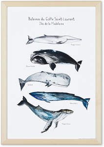 affiche cinq baleines, baleines du Saint Laurent, affiche baleines, cachalot, rorqual à bosse, baleine bleue, petit rorqual, baleine franche, affiche aquarelle baleines, whale art, whale poster, coastal art, art maritime