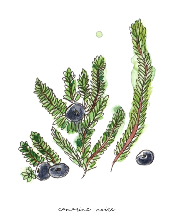 camarine, affiche camarine noire, illustration camarine noire, aquarelle camarine, crowberry poster, crowberry illustration, affiche plante, affiche botanique, plantes comestibles des îles de la Madeleine, À Marée Basse