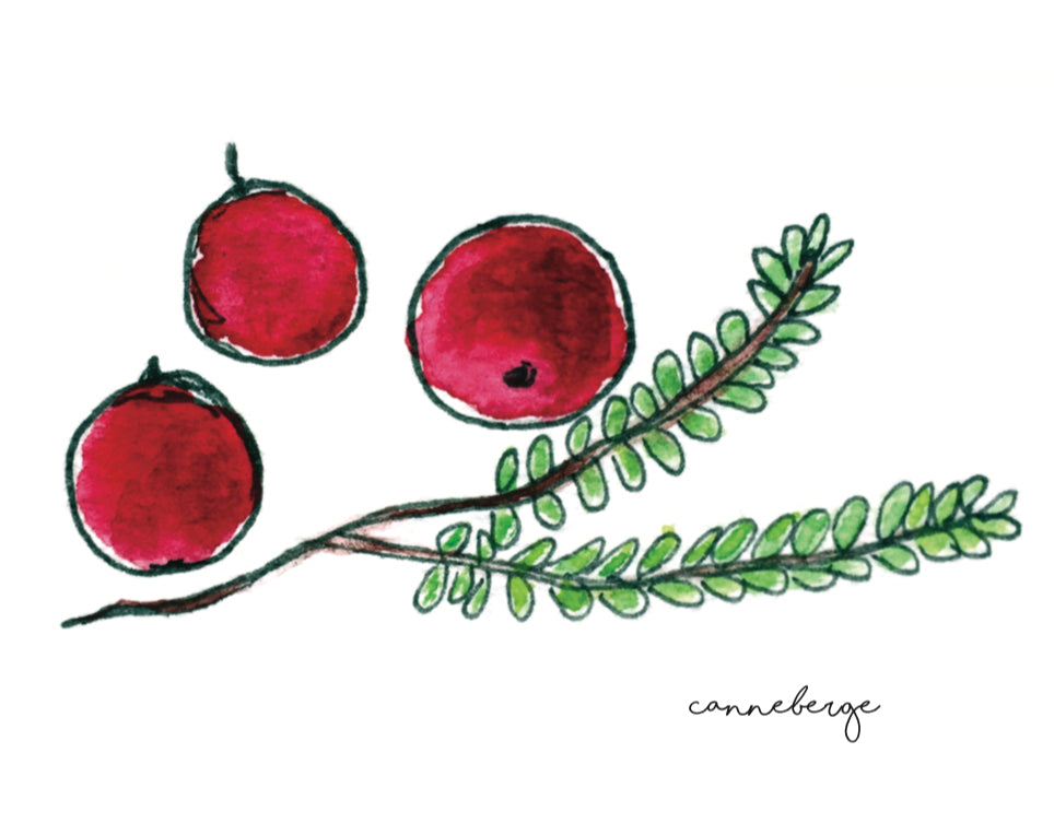 canneberges, affiche canneberges, illustration canneberges, aquarelle canneberges, cranberry poster, cranberry illustration, affiche plante, affiche botanique, plantes comestibles des îles de la Madeleine, À Marée Basse
