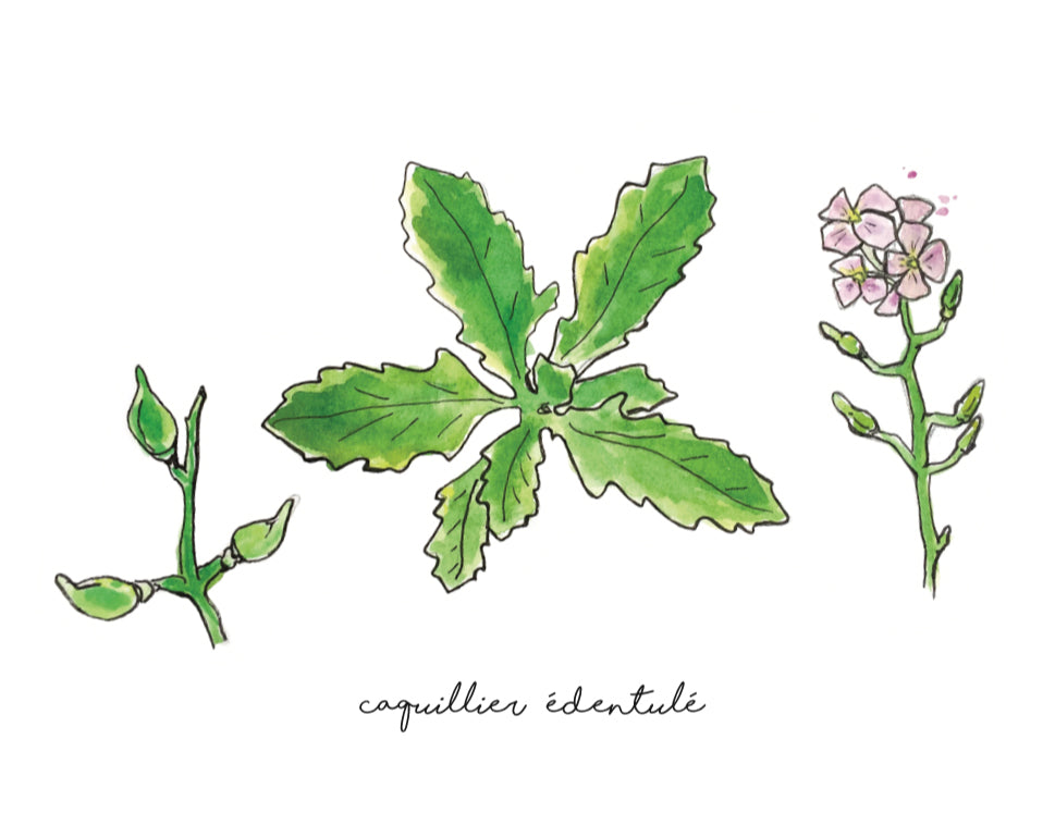 caquillier édentulé, affiche caquillier édentulé, illustration caquillier édentulé, aquarelle caquillier édentulé, sea rocket poster, sea rocket illustration, affiche plante, affiche botanique, À Marée Basse
