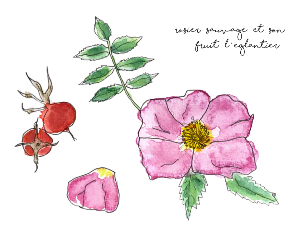 affiche églantier, affiche rosier sauvage, illustration rosier sauvage, illustration fruit d'églantier, rose hip illustration, rose illustration, À Marée Basse