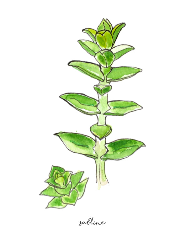 sabline, illustration sabline, spergularia, spergularia illustration, À Marée Basse, plantes comestibles des Îles de la Madeleine