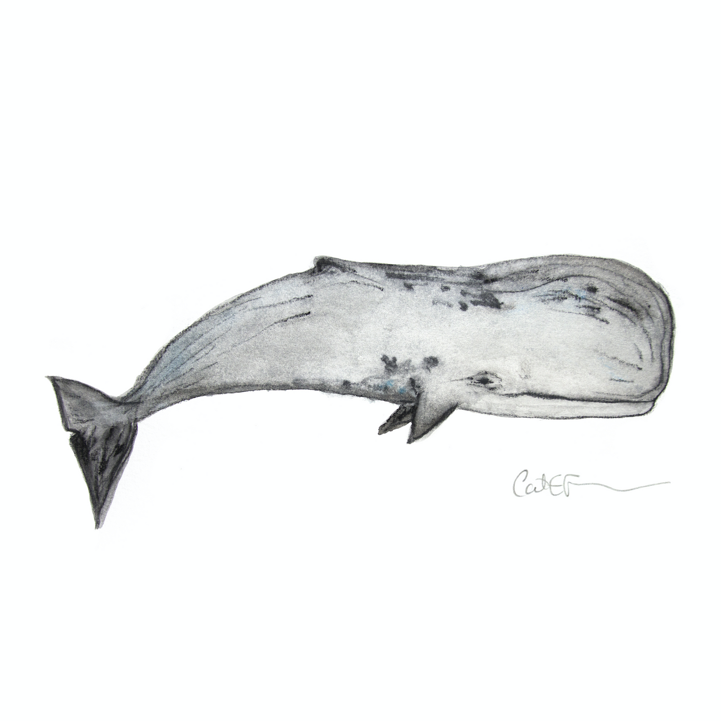 CACHALOT