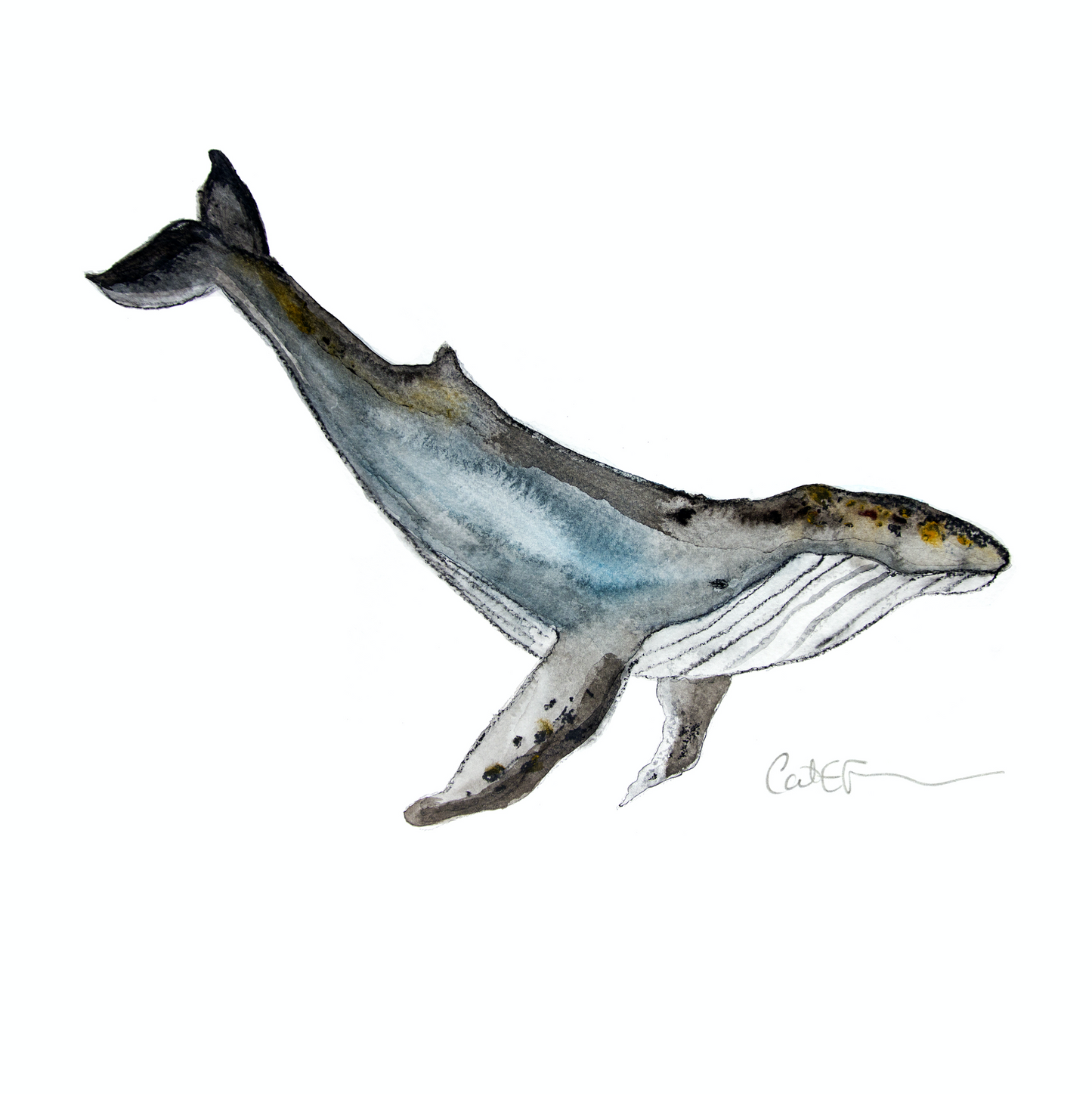 RORQUAL À BOSSE