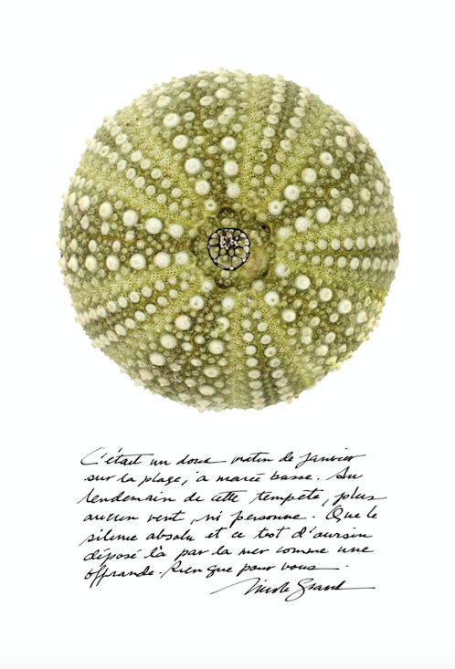 L'OURSIN et calligraphie