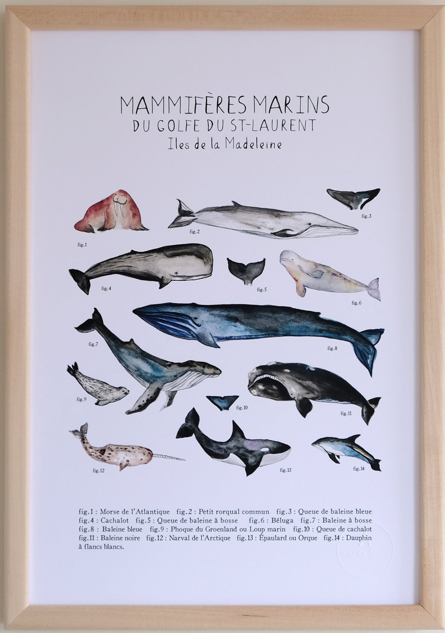 MAMMIFÈRES MARINS IDENTIFIÉS