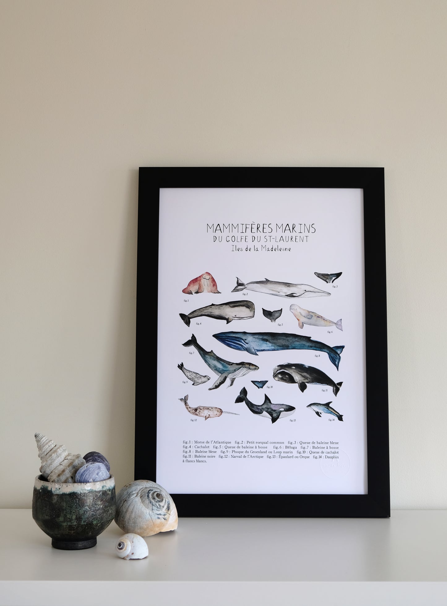 MAMMIFÈRES MARINS IDENTIFIÉS