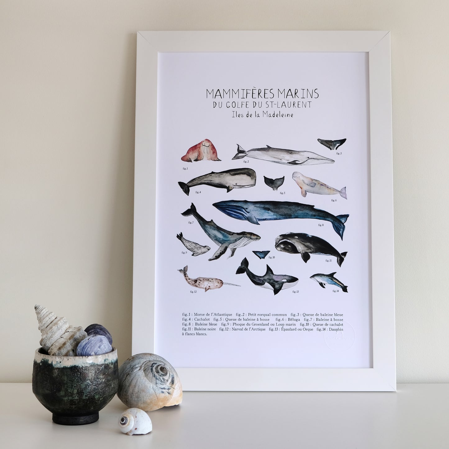 MAMMIFÈRES MARINS IDENTIFIÉS