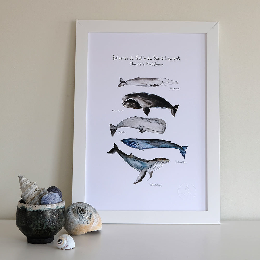 5 BALEINES DU GOLFE