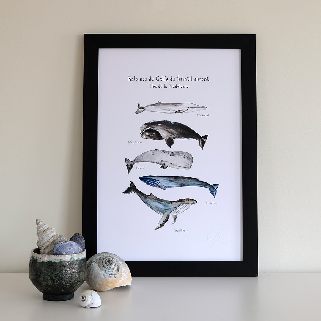 5 BALEINES DU GOLFE