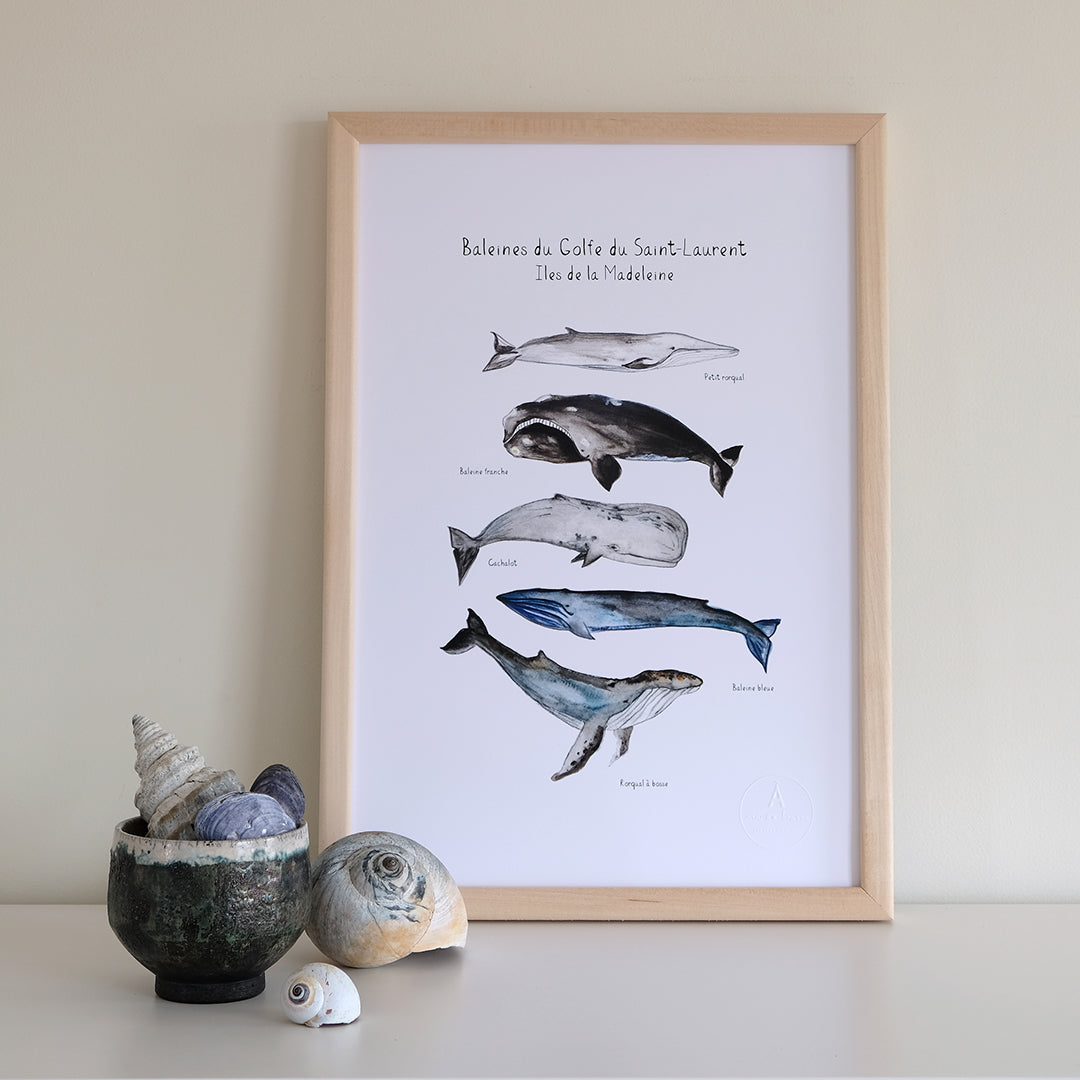 5 BALEINES DU GOLFE
