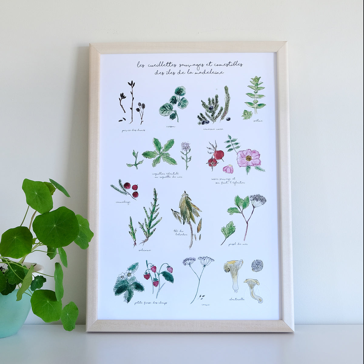 13 PLANTES AROMATIQUES ET COMESTIBLES