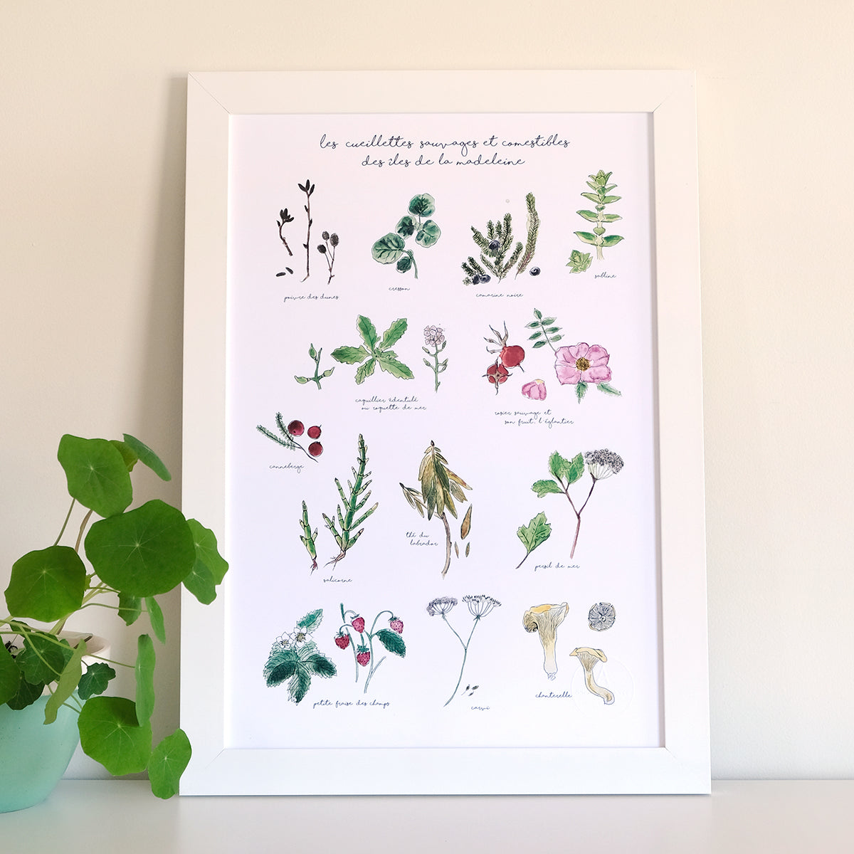 13 PLANTES AROMATIQUES ET COMESTIBLES