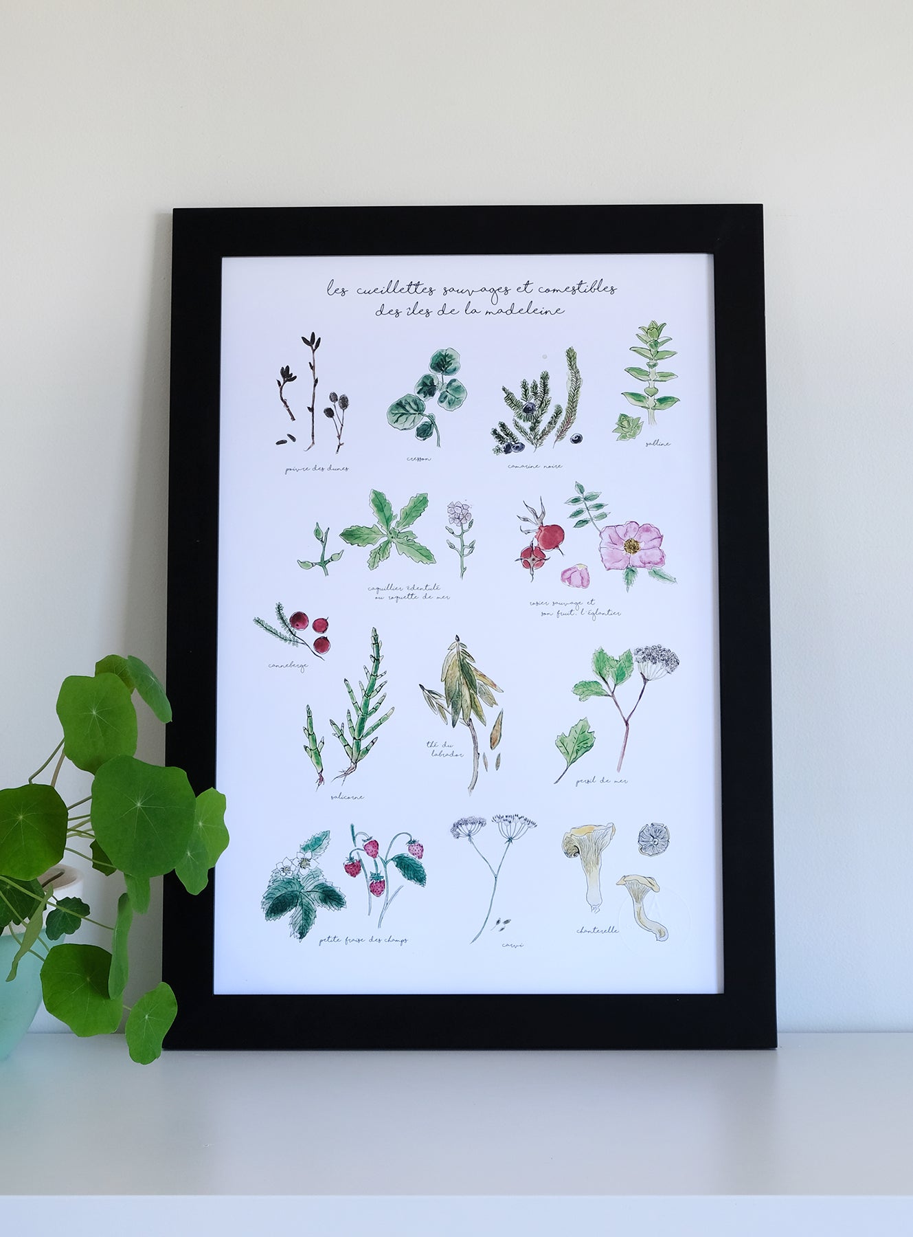 13 PLANTES AROMATIQUES ET COMESTIBLES