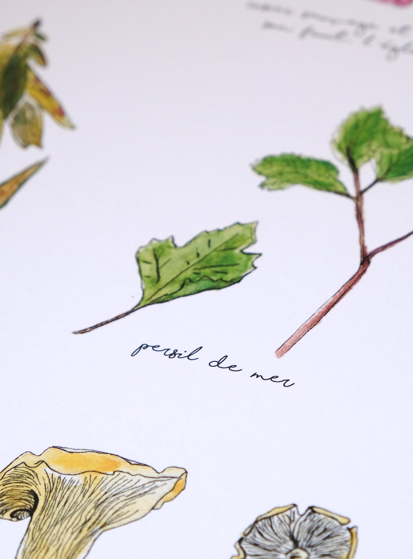 13 PLANTES AROMATIQUES ET COMESTIBLES