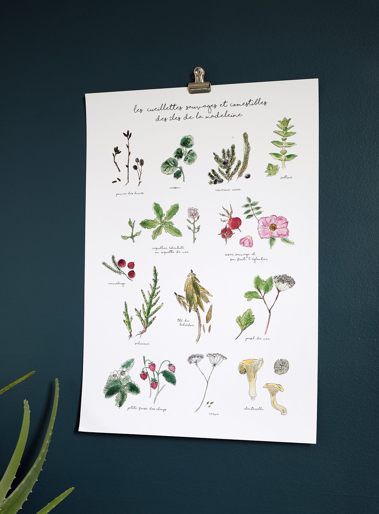 13 PLANTES AROMATIQUES ET COMESTIBLES