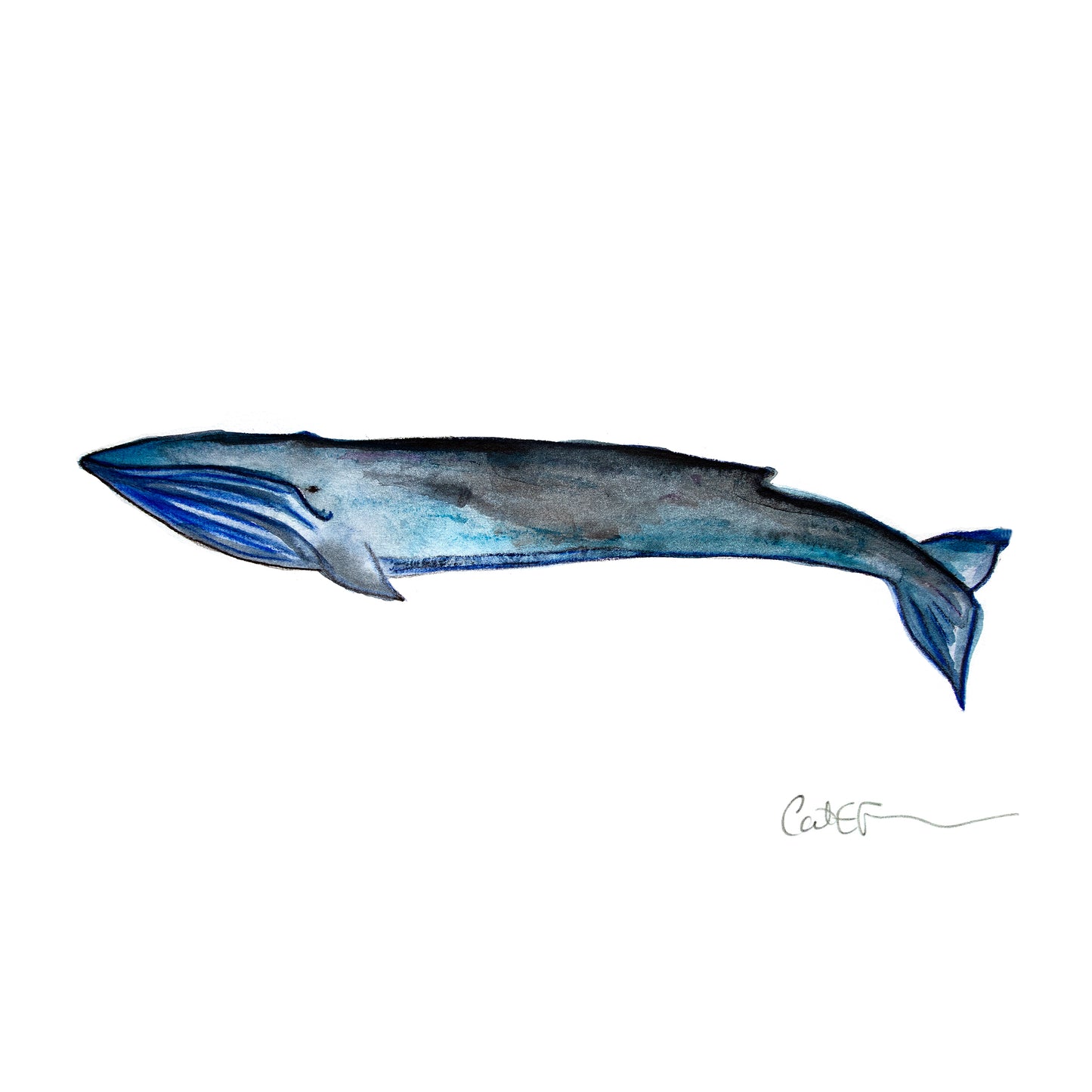 BALEINE BLEUE