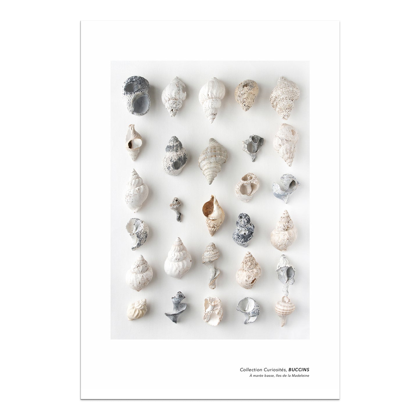 affiche buccins, collection de buccins, photographie buccins, buccins sur fond blanc, whelk photography, whelk poster, whelk on white background, coastal art, art maritime, À Marée Basse