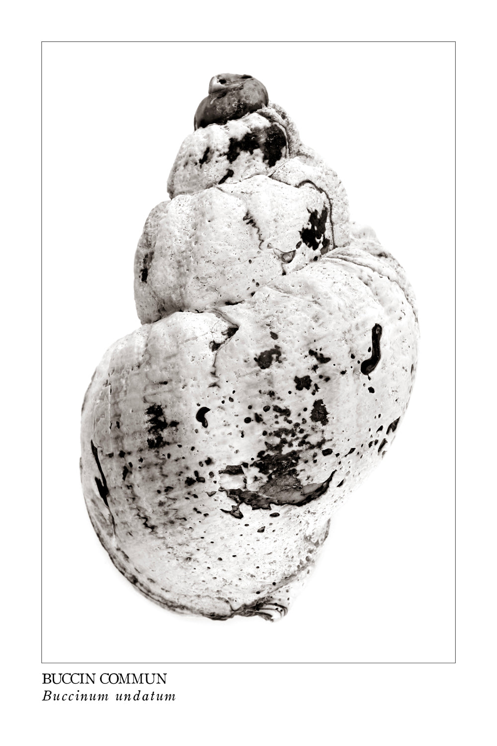 buccin, whelk, affiche buccin, photographie buccin noir et blanc, whelk photography, black and white whelk photography, art maritime, coastal art, À Marée Basse, photographie buccin