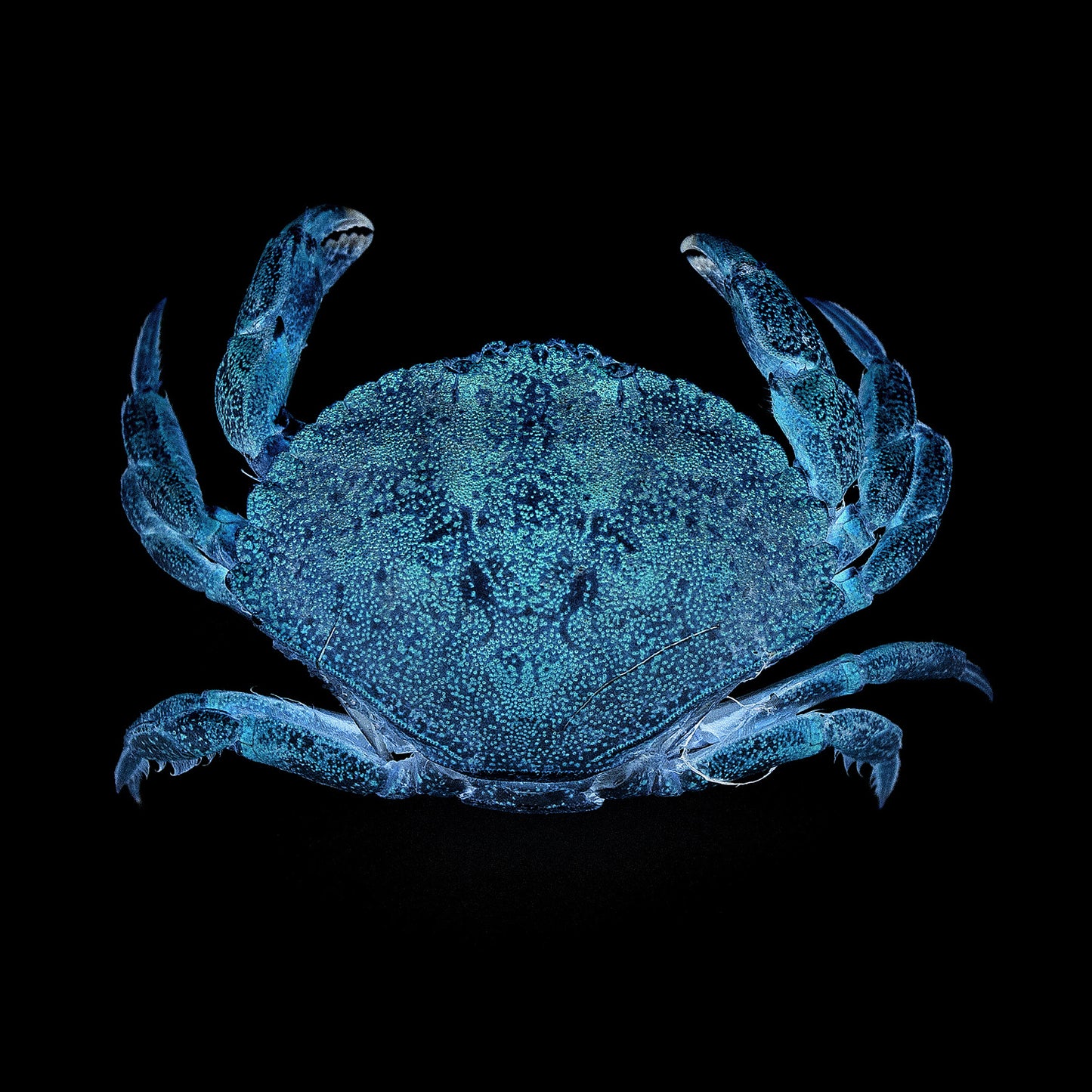 crabe bleu, affiche crabe bleu, photographie crabe bleu, blue crab photography, maritime design, décoration maritime, À Marée Basse