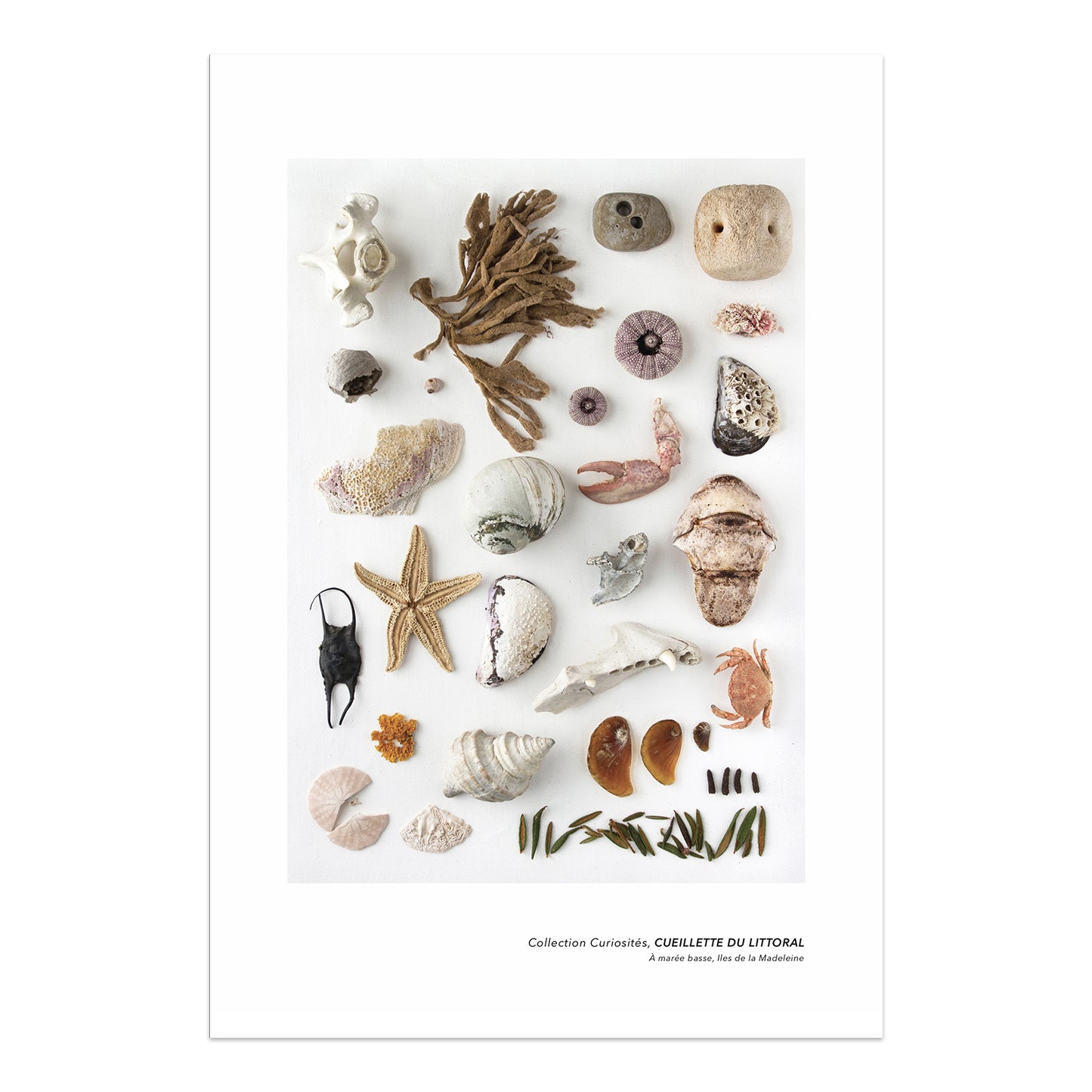 affiche planche naturaliste, affiche cueillette du littoral, coquillages sur fond blanc, sea shell poster on white background, art maritime, maritime art, À Marée Basse