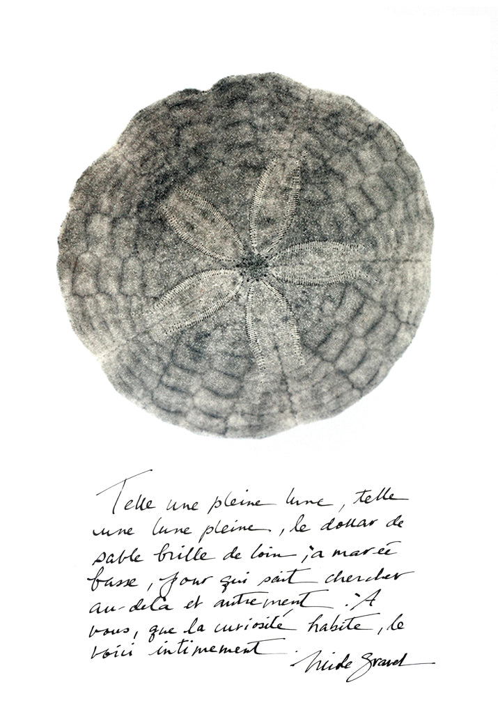 affiche dollar de sable gris sur fond blanc, grey sand dollar on white background poster, photographie dollar de sable gris, grey sand dollar photography, art maritime, martime art, grey sand dollar, dollar de sable gris, affiche dollar de sable gris et calligraphie, grey sand dollar and calligraphy poster, À Marée Basse