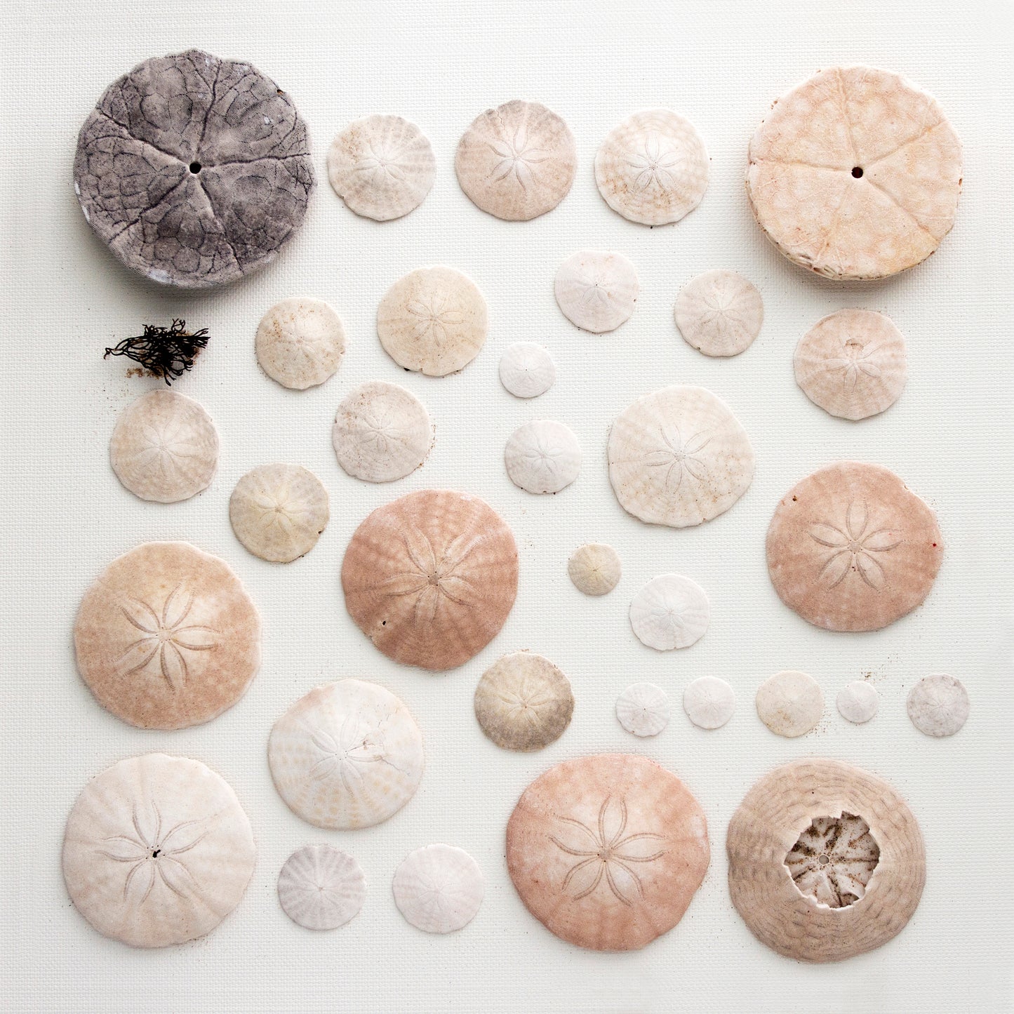 dollars de sable, collection dollars de sable, affiche dollars de sable sur fond blanc, sand dollar on white background, photographie dollar de sable, sand dollar photography, coastal art, art maritime, sand dollar, À Marée Basse