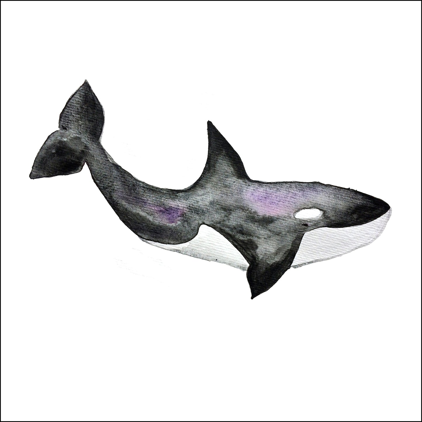 affiche épaulard, illustration épaulard, épaulard, épaulard sur fond blanc, orca illustration, orca poster, orca on white background, whale illustration, art maritime, maritime art, À Marée Basse