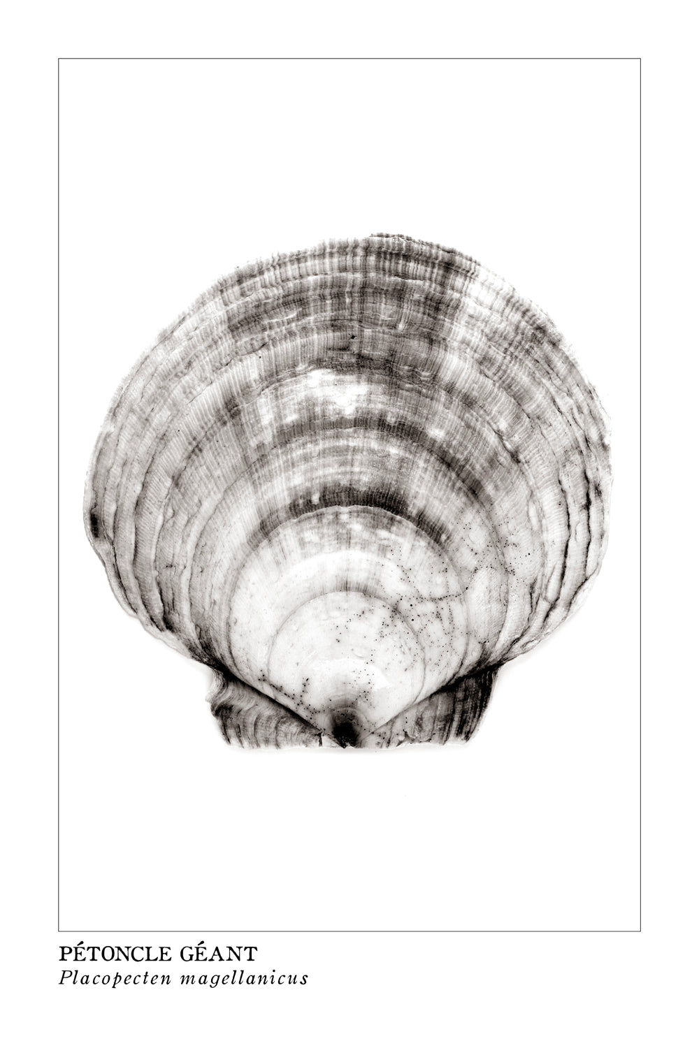 pétoncle, scallop, affiche pétoncle en noir et blanc, photographie pétoncle, scallop photography, coastal art, art maritime, À Marée Basse
